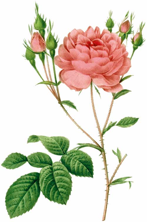 Rosa centifolia L.